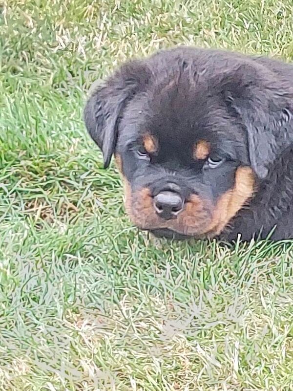 Rottie pups