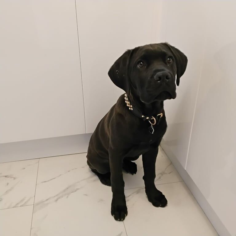 Rottweiler puppies for sale in Middlesbrough, North Yorkshire – 5 months old