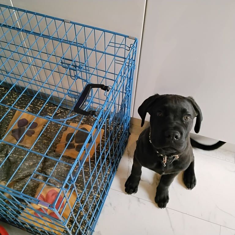 Rottweiler puppies for sale in Middlesbrough, North Yorkshire – 5 months old - Image 2 of 4