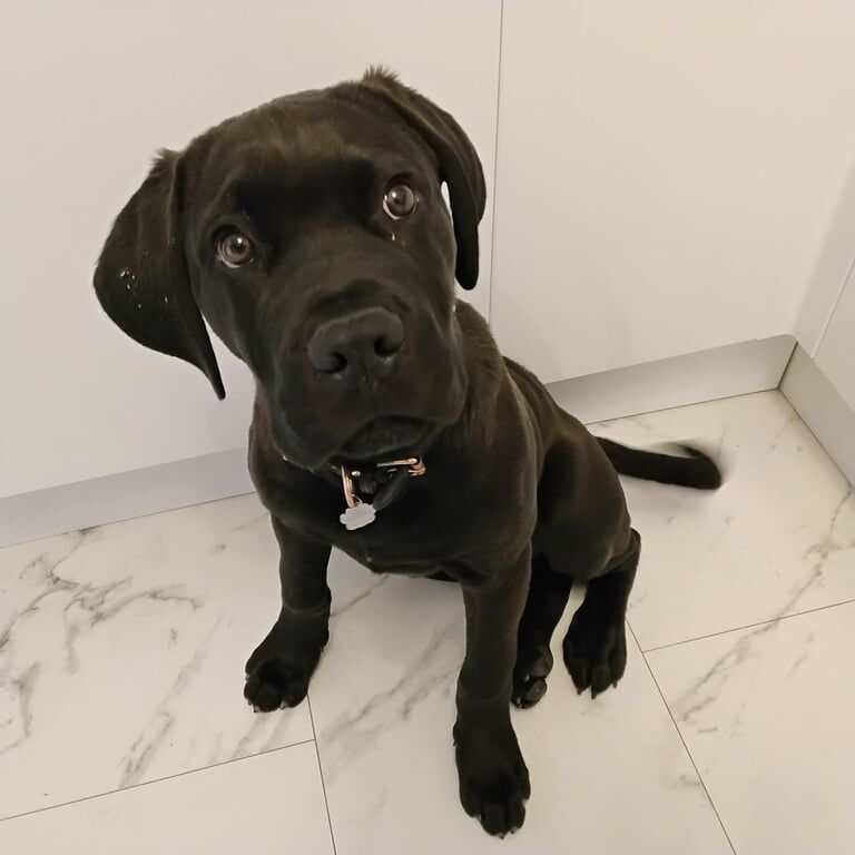 Rottweiler puppies for sale in Middlesbrough, North Yorkshire – 5 months old - Image 3 of 4