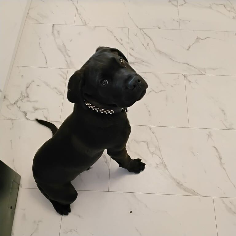 Rottweiler puppies for sale in Middlesbrough, North Yorkshire – 5 months old - Image 4 of 4