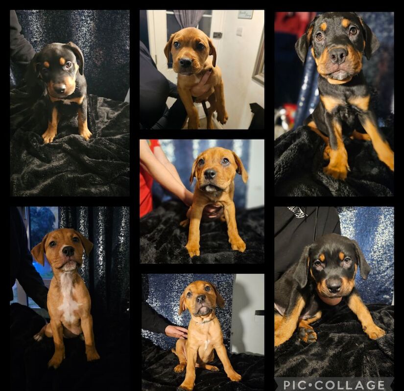 Rottie x staff puppies for sale in TN29 0EX