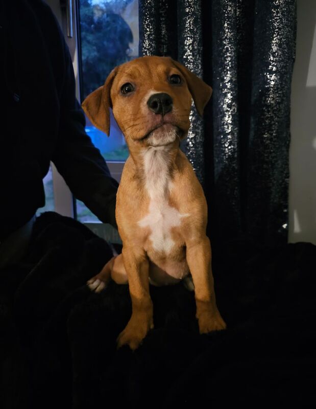 Rottie x staff puppies for sale in TN29 0EX | Image 2