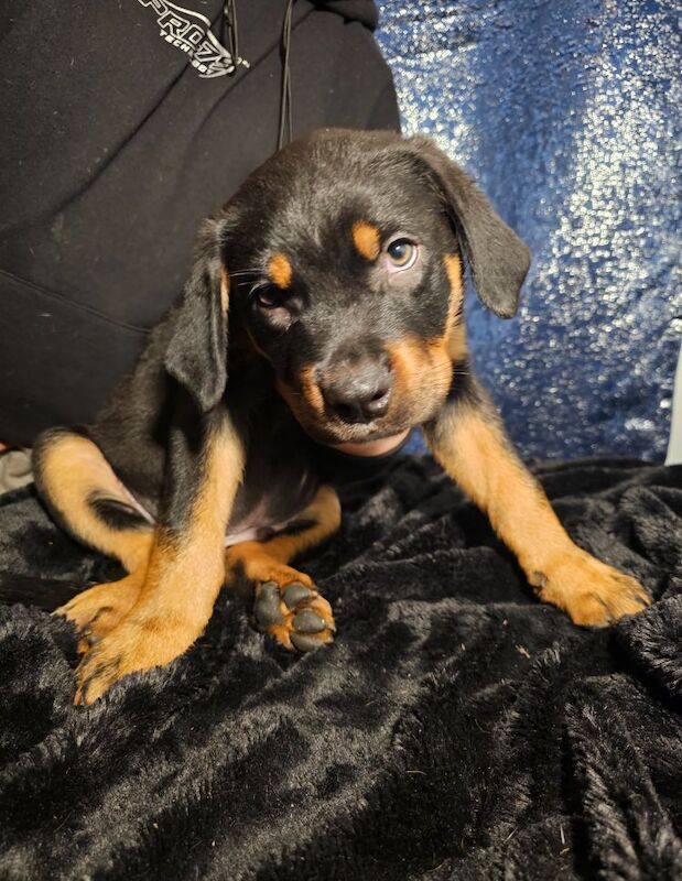 Rottie x staff puppies for sale in TN29 0EX | Image 3
