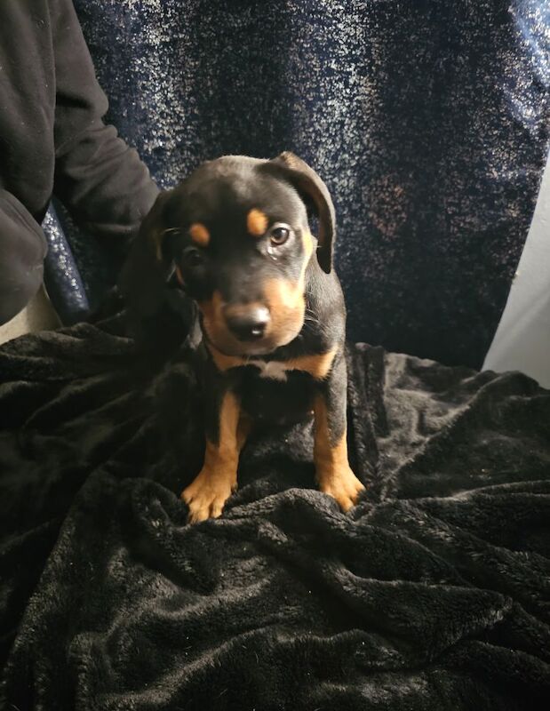 Rottie x staff puppies for sale in TN29 0EX | Image 4