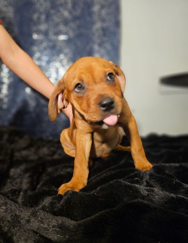Rottweiler puppies for sale in TN29 0EX – 11 months old - Image 7 of 8