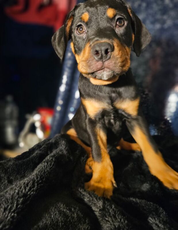 Rottweiler puppies for sale in TN29 0EX – 11 months old - Image 8 of 8