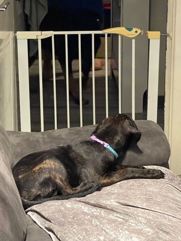 Rottweiler puppies for sale in Westcliff-on-Sea, Essex – 11 weeks old