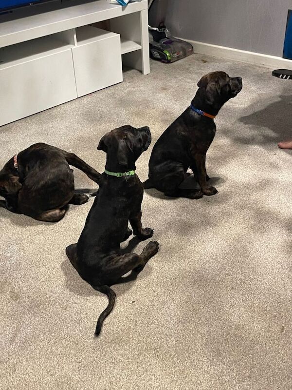 Rottweiler puppies for sale in Westcliff-on-Sea, Essex – 11 weeks old - Image 2 of 6