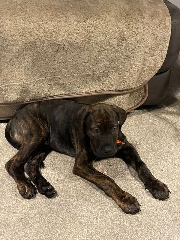 Rottweiler puppies for sale in Westcliff-on-Sea, Essex – 11 weeks old - Image 3 of 6