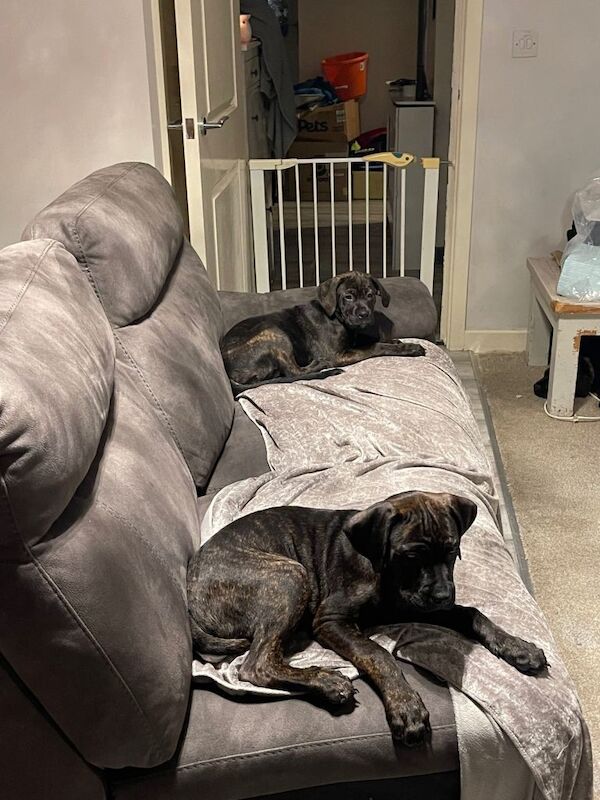 Rottweiler puppies for sale in Westcliff-on-Sea, Essex – 11 weeks old - Image 4 of 6