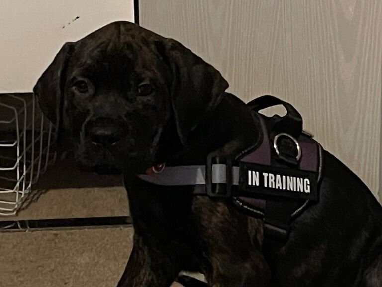 Rottweiler puppies for sale in Westcliff-on-Sea, Essex – 11 weeks old - Image 5 of 6