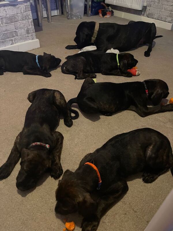 Rottweiler puppies for sale in Westcliff-on-Sea, Essex – 11 weeks old - Image 6 of 6