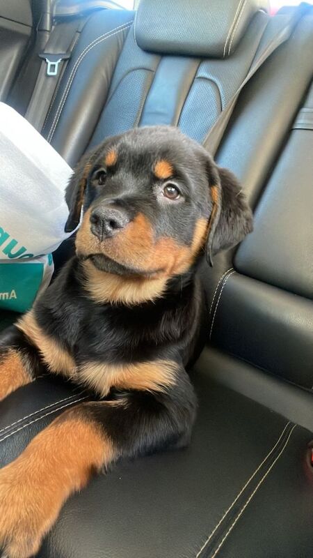 Rottweiler puppies for sale in Strabane, County Tyrone – 8 weeks old