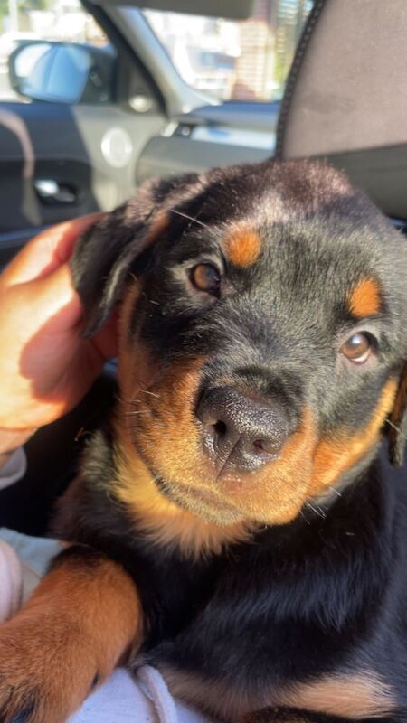 Rottweiler puppies for sale in Strabane, County Tyrone – 8 weeks old - Image 3 of 4