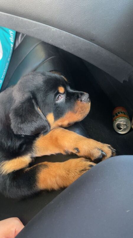 Rottweiler puppies for sale in Strabane, County Tyrone – 8 weeks old - Image 4 of 4
