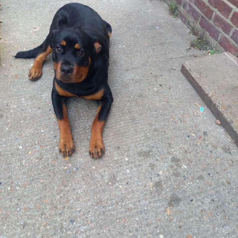Rottweiler 10months old female