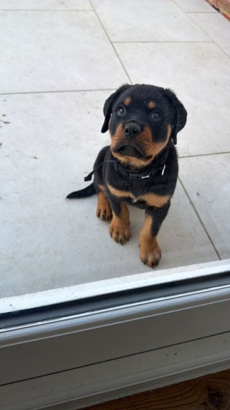 Rottweiler 11 week old puppy