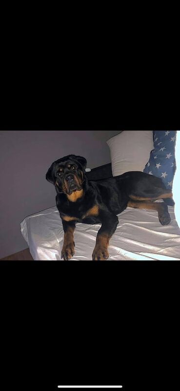 Rottweiler for sale in Lurgan, County Armagh