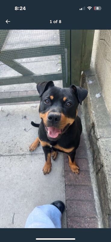 rottweiler for sale in Bradford, West Yorkshire