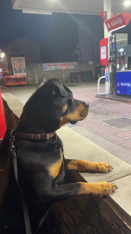 rottweiler for sale in Bradford, West Yorkshire - Image 2