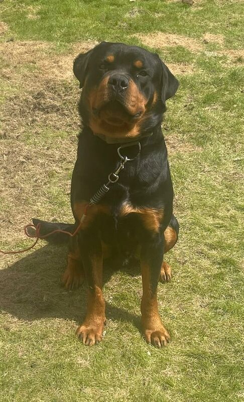 Rottweiler for sale in Dunmurry, County Antrim