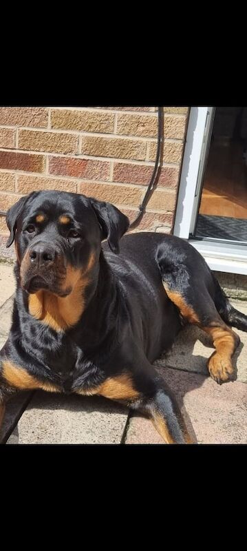 Rottweiler puppies for sale in Derby, Derbyshire – 3 years old