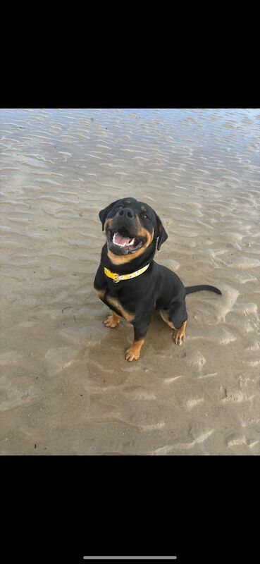 Rottweiler puppies for sale in Highland Boath, Nairn – 1 year old