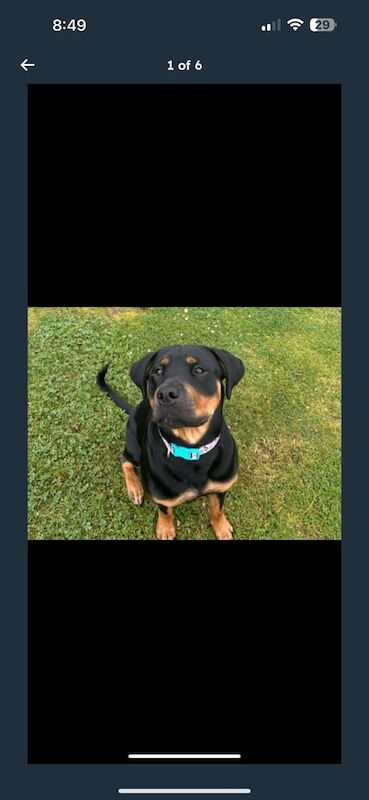 Rottweiler puppies for sale in Highland Boath, Nairn – 1 year old - Image 2 of 3