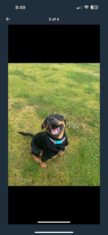 Rottweiler puppies for sale in Highland Boath, Nairn – 1 year old - Image 3 of 3