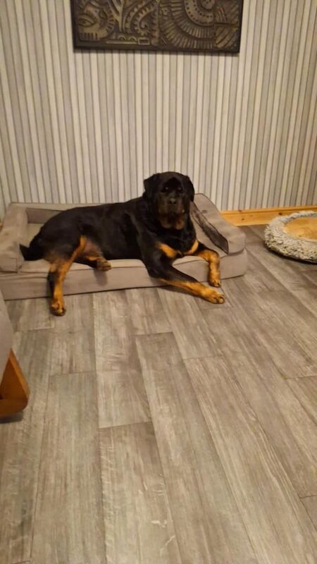 Rottweiler puppies for sale in Newtownabbey, County Antrim – 4 years old