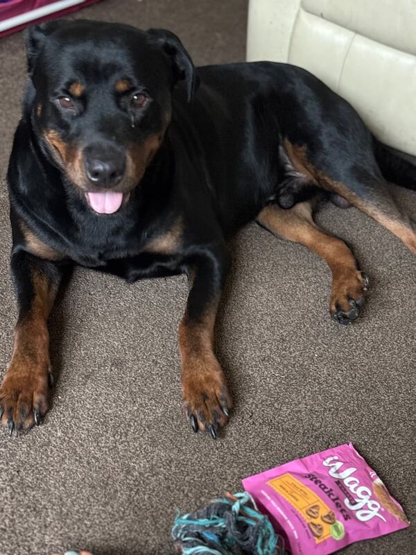 Rottweiler puppies for sale in Hartlepool, Durham – 4 years old
