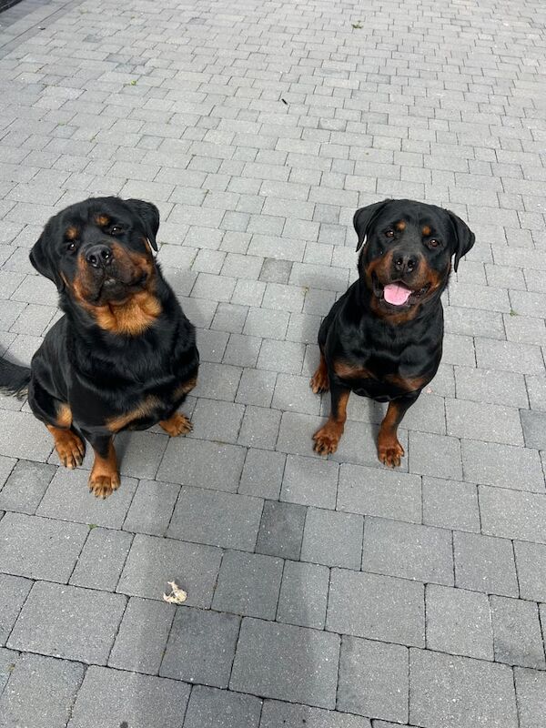 Rottweiler puppies for sale in Gloucester, Gloucestershire – KC registered, 1 year old