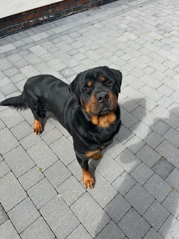 Rottweiler puppies for sale in Gloucester, Gloucestershire – KC registered, 1 year old - Image 2 of 3