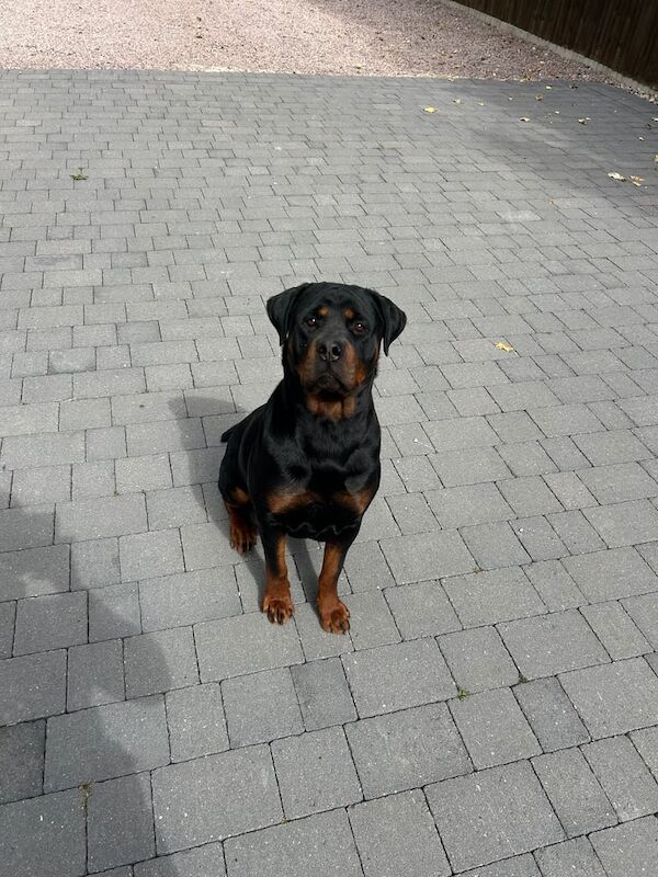 Rottweiler puppies for sale in Gloucester, Gloucestershire – KC registered, 1 year old - Image 3 of 3