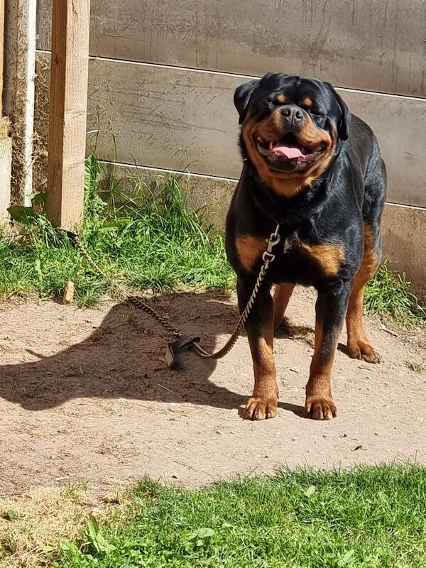 Rottweiler puppies for sale in Carlton, Nottinghamshire – 5 years old - Image 3 of 3