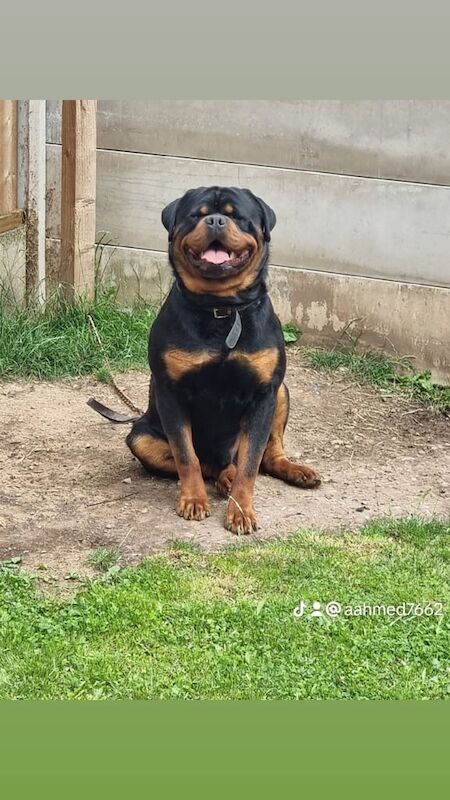 Rottweiler puppies for sale in Carlton, Nottinghamshire – 3 years old