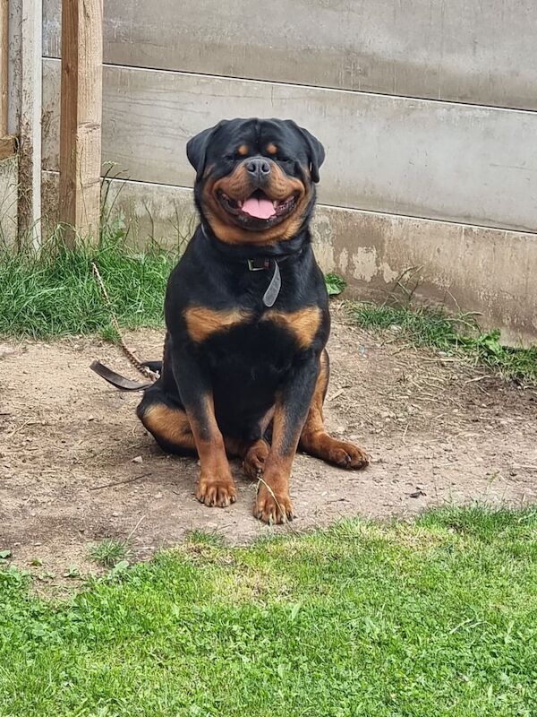 Rottweiler puppies for sale in Carlton, Nottinghamshire – 3 years old - Image 2 of 3