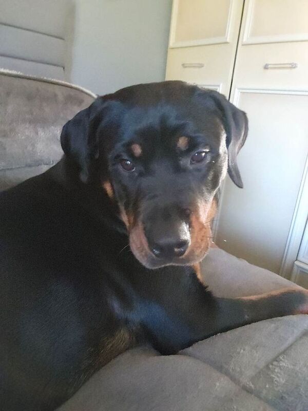 Rottweiler puppies for sale in Little Hulton, Greater Manchester – 11 months old
