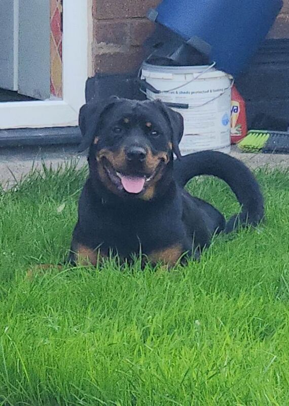 Rottweiler puppies for sale in Little Hulton, Greater Manchester – 11 months old - Image 2 of 6