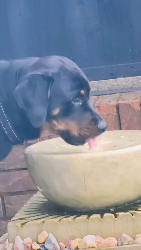 Rottweiler puppies for sale in Little Hulton, Greater Manchester – 11 months old - Image 3 of 6