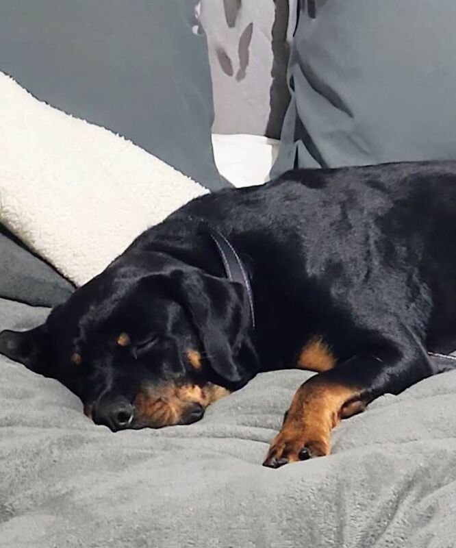 Rottweiler puppies for sale in Little Hulton, Greater Manchester – 11 months old - Image 4 of 6