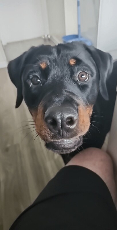 Rottweiler puppies for sale in Little Hulton, Greater Manchester – 11 months old - Image 5 of 6