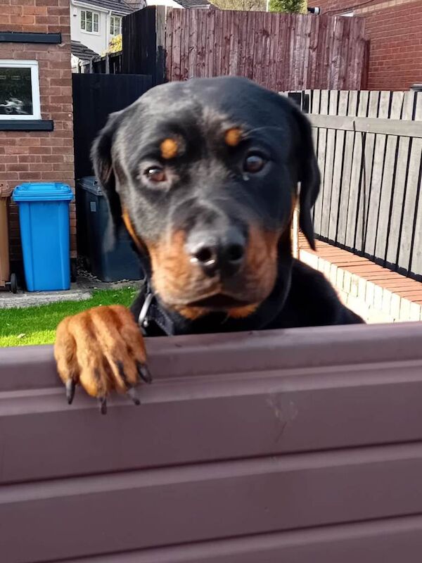 Rottweiler puppies for sale in Little Hulton, Greater Manchester – 11 months old - Image 6 of 6