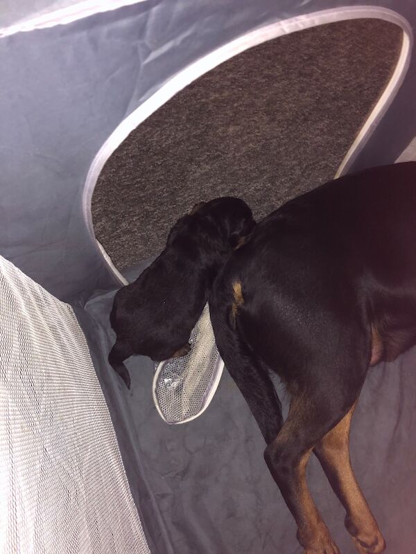 Rottweiler Puppies For Sale