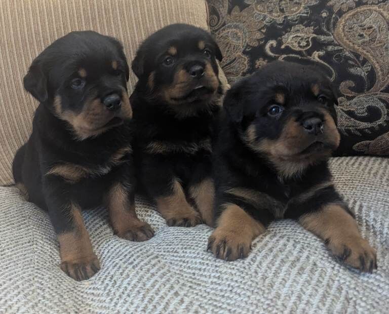 Rottweiler
