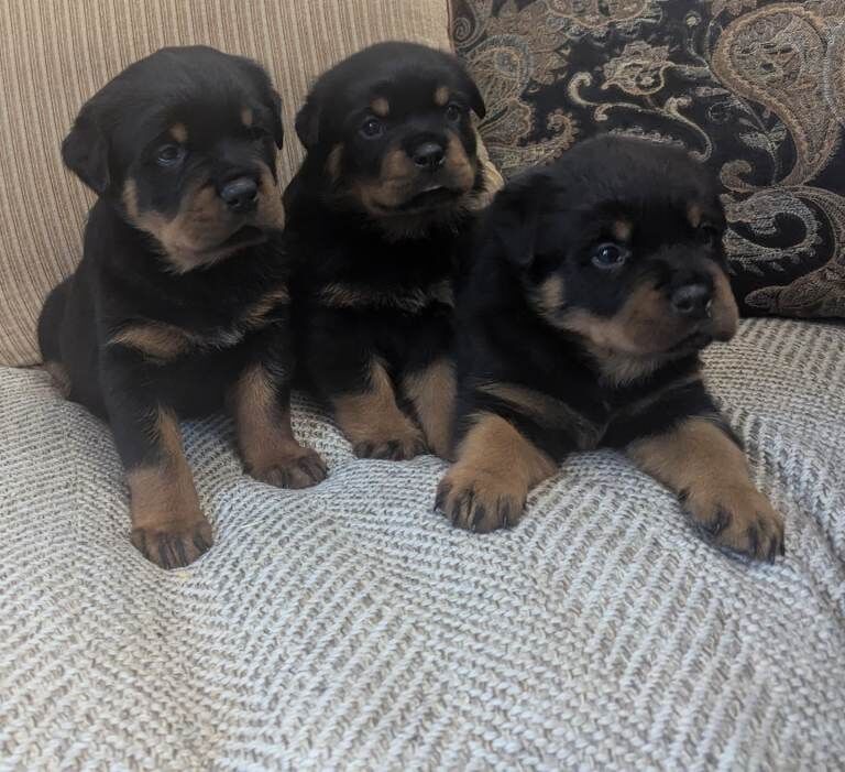 Rottweiler - Image 2 of 3