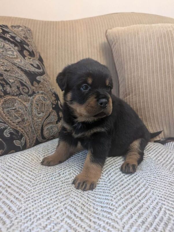 Rottweiler - Image 3 of 3