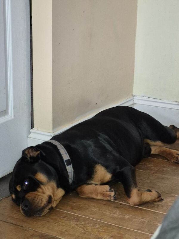 Rottweiler Puppies For Sale Under £1,000