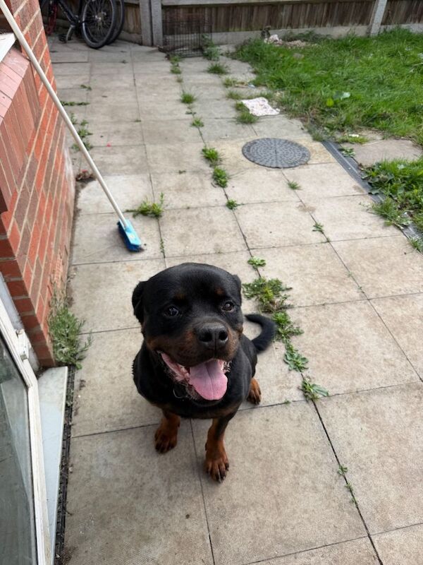 Rottweiler